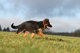 BERGER ALLEMAND 194